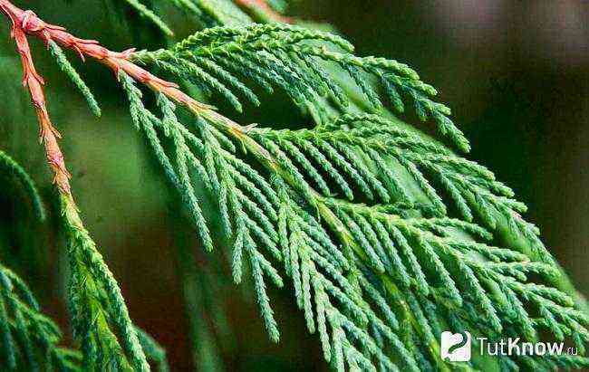 Cypress breeding methods. Reproduction nuances for different types of cypress