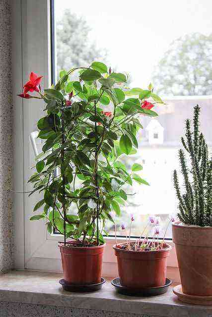 Dipladenia as an indoor plant