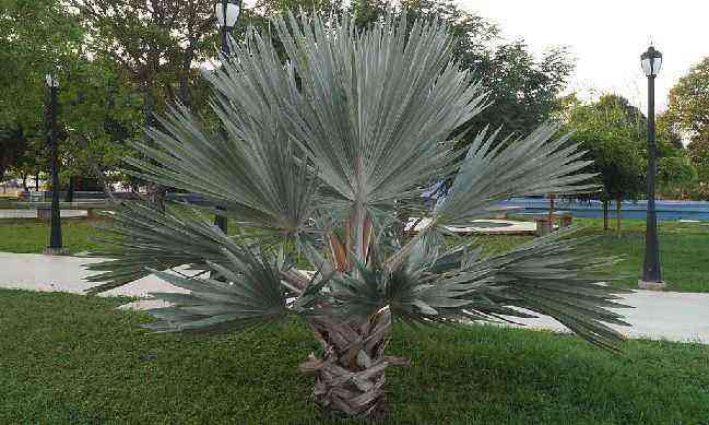 cultivation of brahea armata or blue palm tree