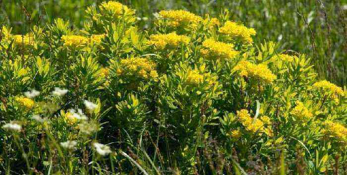 Culture and characteristics of Euphorbia palustris
