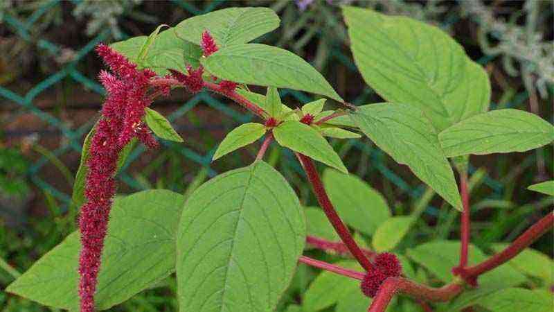 Do you need bright colors? Try growing amaranth