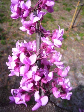 Eastern Red Bud: Pea Pods Tree