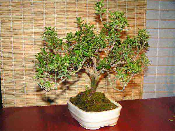 Euonymus japonicus 'Microphyllus Aureovariegatus', Japanese spindle tree 'Microfilus Aureovariegatus'