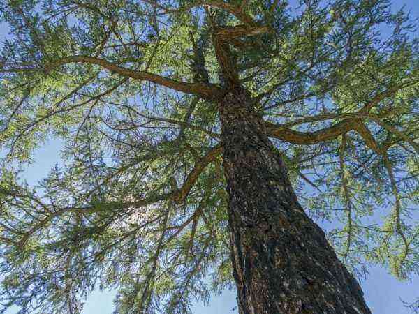 Siberian larch: what a plant looks like and where it can be grown
