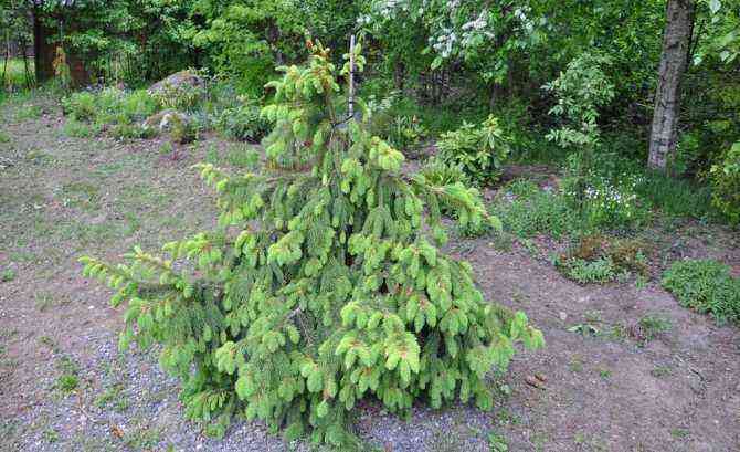 Evergreens: Trees and Shrubs in Garden Landscaping