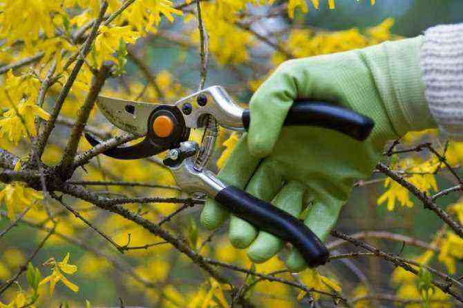 Autumn time: how to properly prepare forsythia for winter