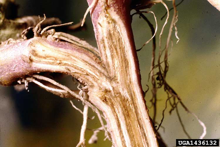 Stem of a potato affected by Fusarium in a section. Clogged vessels are visible