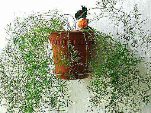 Puutarha-parsa tai parsa: lajikkeet ja vinkit kasvattamiseen