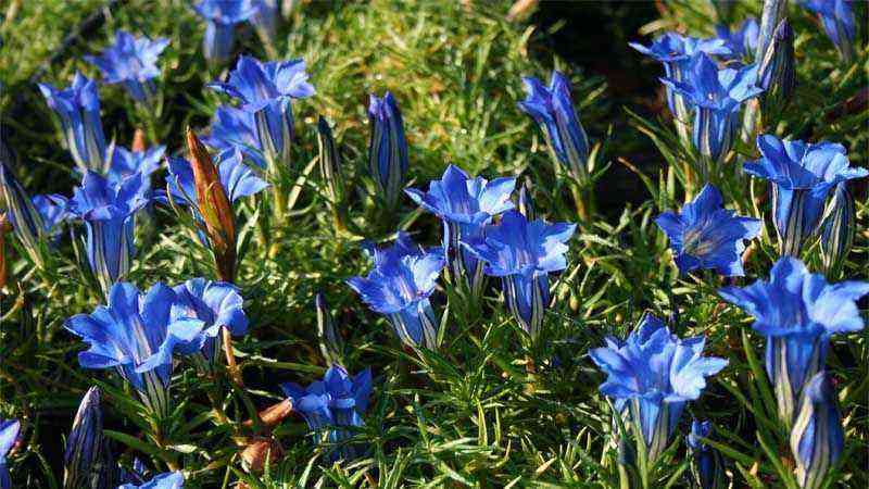 Gentian and its cultivation (Gentiana sino-ornata)