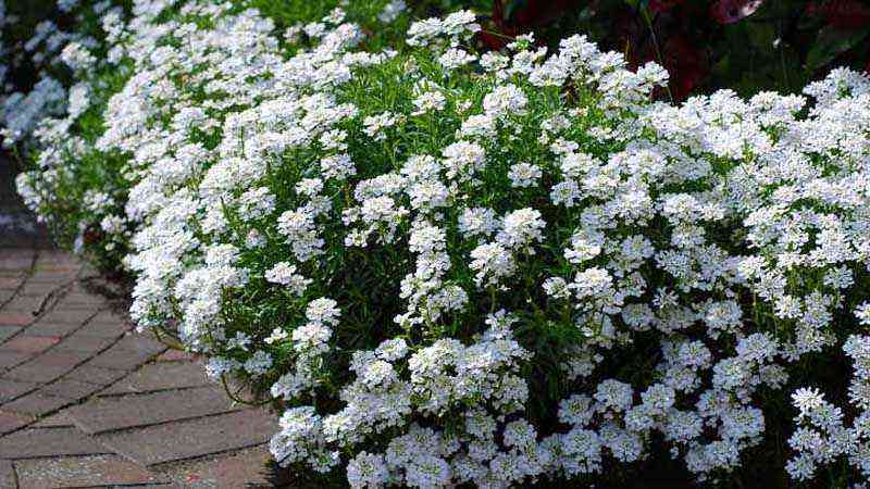 Genus Iberis: a floral shrub for your garden