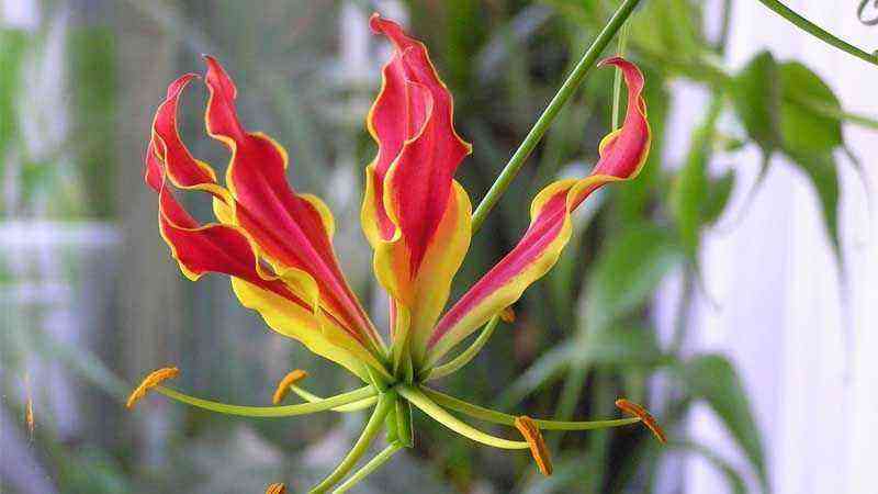 Gloriosa rothschildiana flowering