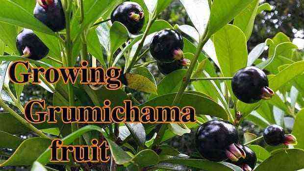 Growing Grumichama Fruit Tree/Shrub Tips in Your Backyard