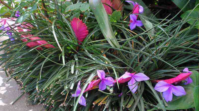 Growing and caring for Tillandsia cyanea