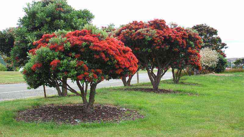 Growing and caring for pohutukawa (Metrosideros excelsa)
