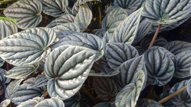 Growing and caring for the Peperomia plant genus