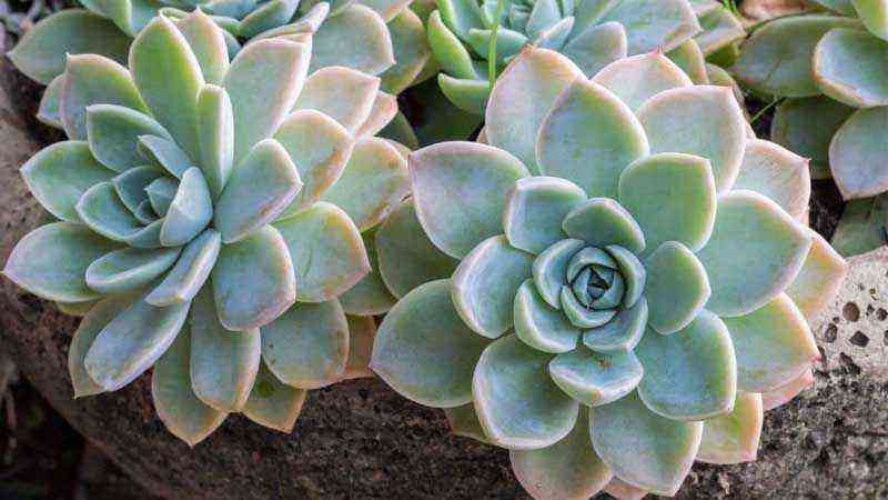Growing and caring for the succulent echeveria