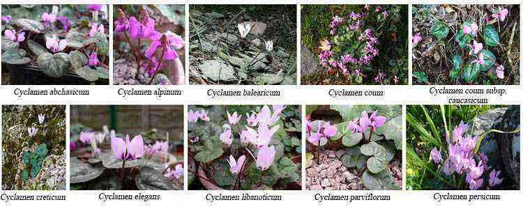 Growing cyclamen: varieties and advice on their care