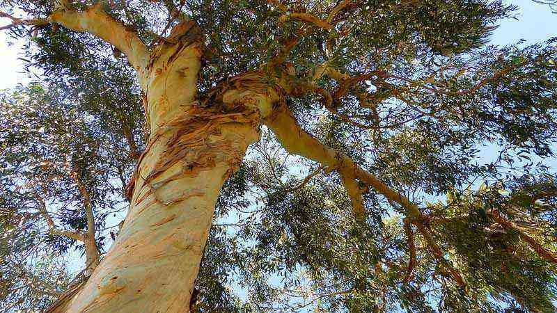 Guide to the care and cultivation of eucalyptus in the garden