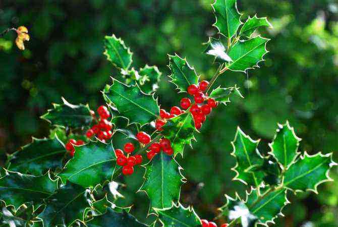 Holly or Holly in the garden: cultivation features, where to use in landscaping