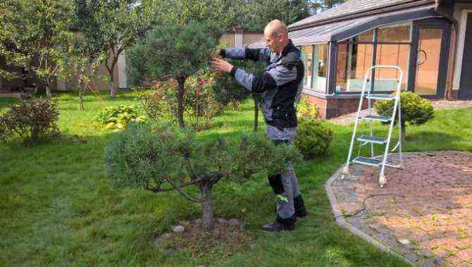 How and when to plant a pine tree: step by step instructions, further care, tips