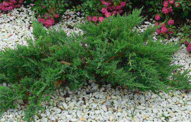Juniper Juniperus