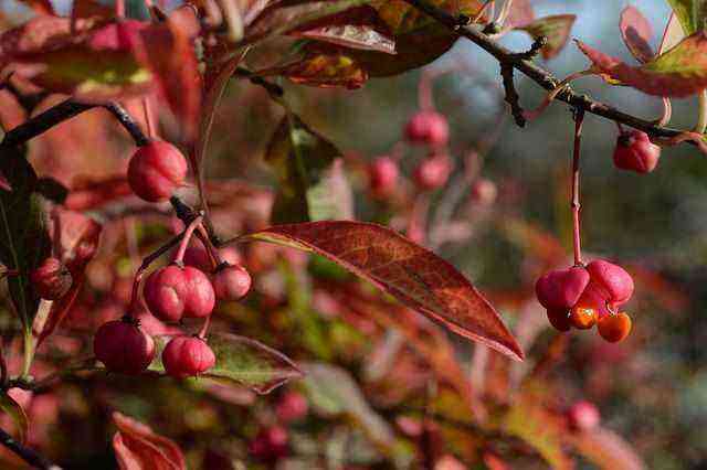 How to care for and maintain your bonnet (Euonymus europaeus)