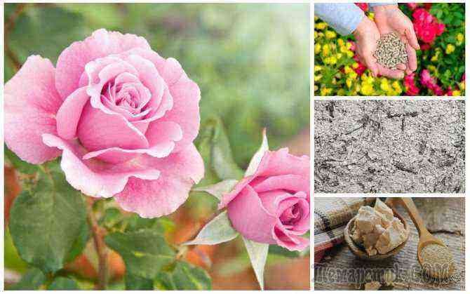 How to feed garden flowers in autumn so that they bloom magnificently in spring