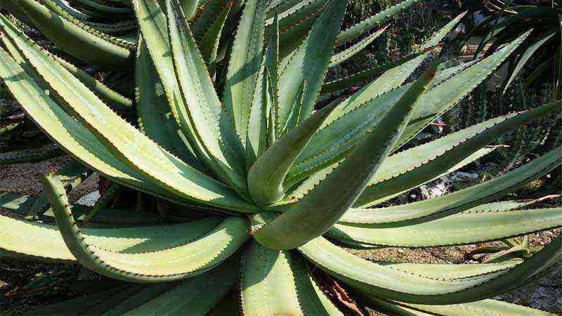 How to grow Aloe ferox in our garden