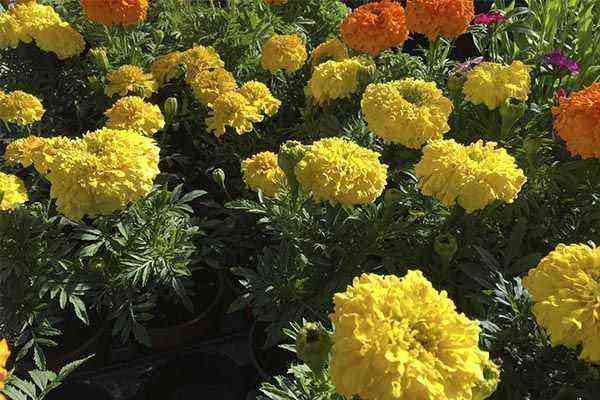 How to grow Tagetes patula (carnation) in the garden