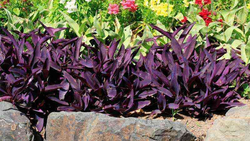 How to grow Tradescantia pallida in garden and pots