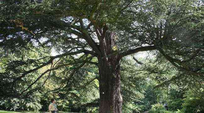 How to grow cedar of Lebanon, a giant for your garden
