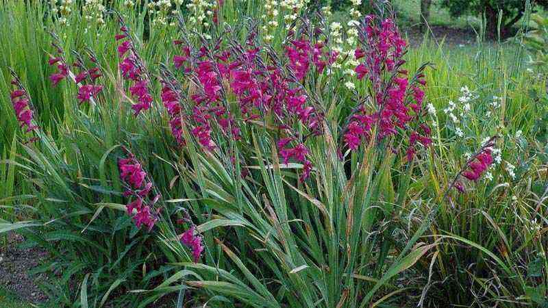 How to grow gladiolus in the garden