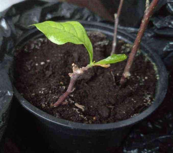 How to grow magnolia from seeds at home