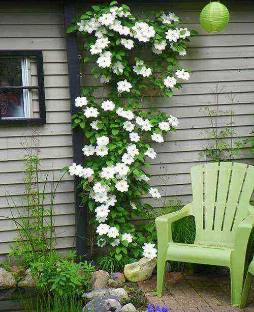 amazing clematis at their summer cottage