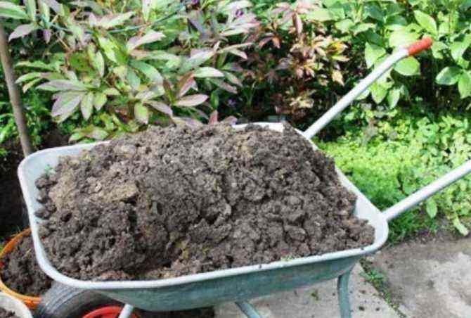 To support the plant after autumn pruning or transplanting, it is enough to add peat, wood ash or compost to the soil.