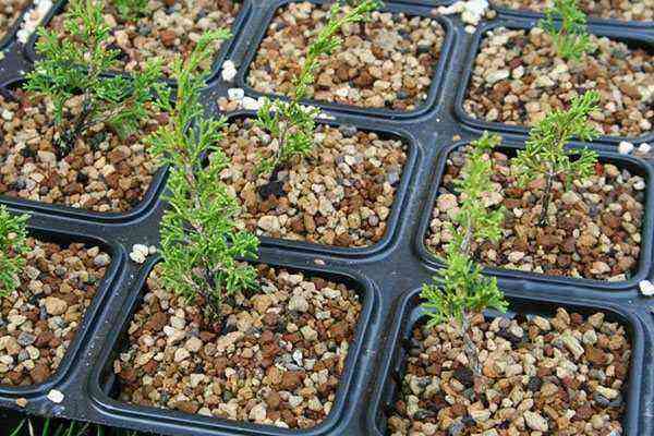 How to propagate a juniper at home in the fall