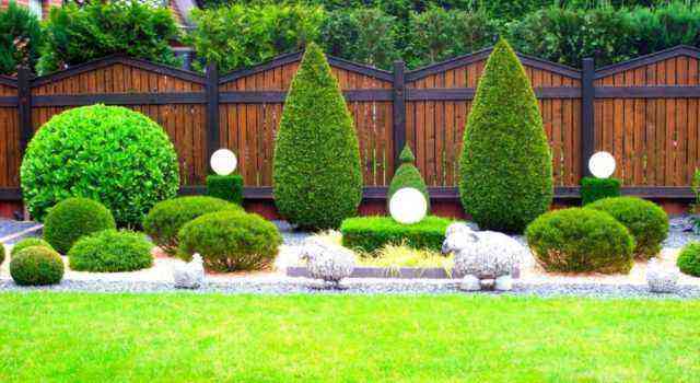How to properly transplant an adult thuja tree