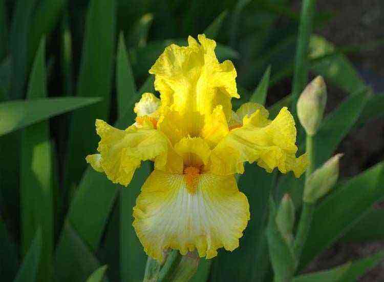 Iris flower in your garden. Characteristics and cultivation