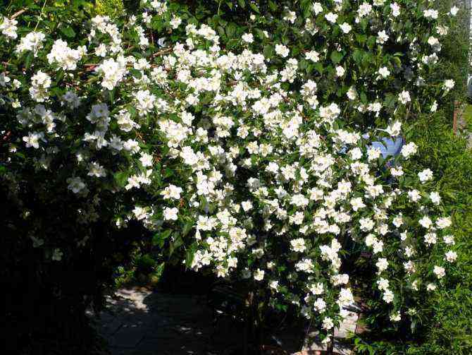 Jasmine shrub: varieties and photos. Growing methods in the open field and at home, reproduction