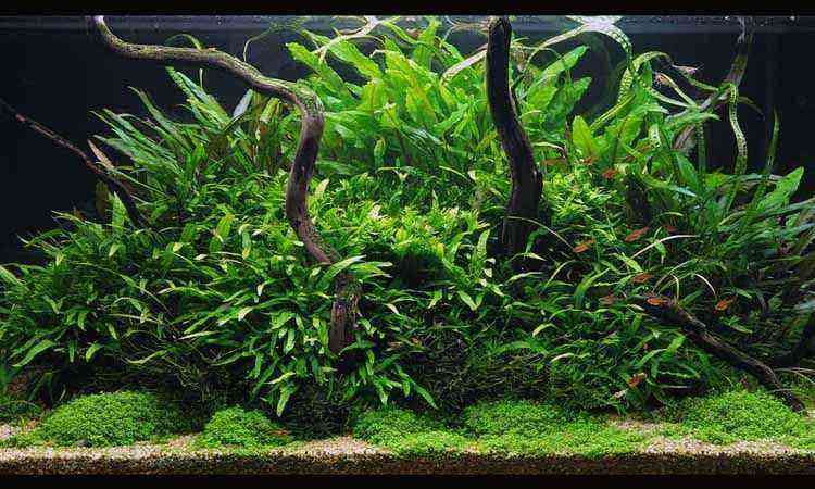 Java fern - a fantastic pond and aquarium plant