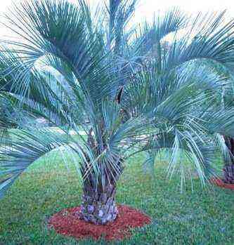 Jelly Palm, Pindo’s Alter Ego