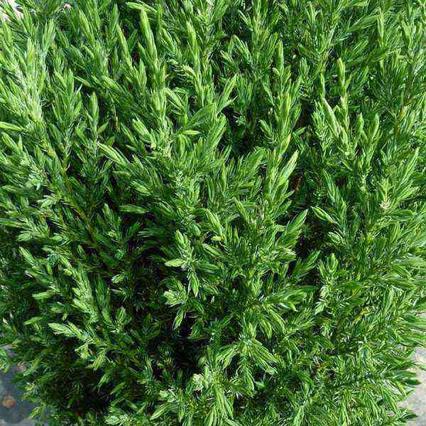 Juniper Stricta Chinese: description, planting and care