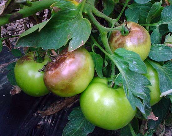 Symptoms of late blight on tomatoes