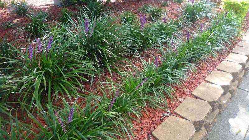 Liriope muscari. A species for shady areas