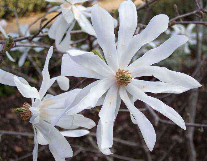Magnolia stellata Rosea С12 l (80-100 cm) – F-000905