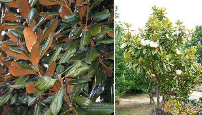 Magnolia tree characteristics