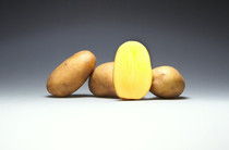 Mid-early varieties of potatoes originator Saatzucht Fritz Lange KG