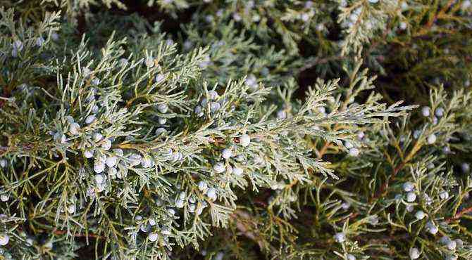 Original shrub – Chinese juniper: how to care and varietal variety of ephedra