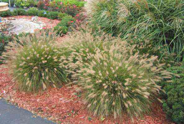 Pennisetum: plant species, planting rules and application in landscape design