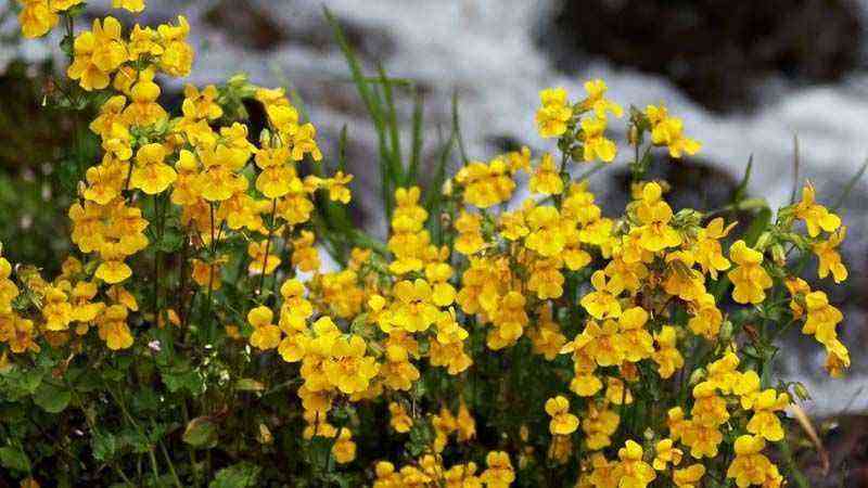 Plant genus Mimulus (Bach flowers)